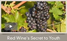 Resveratrol