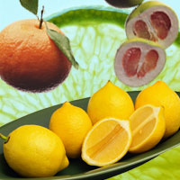 Citrus.jpg
