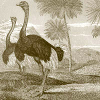 Ostrich.jpg
