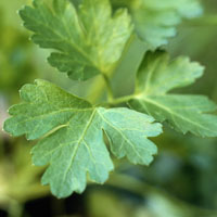 Parsley.jpg
