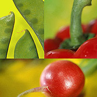 Vegetables.jpg
