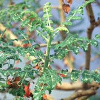 Boswellia.jpg