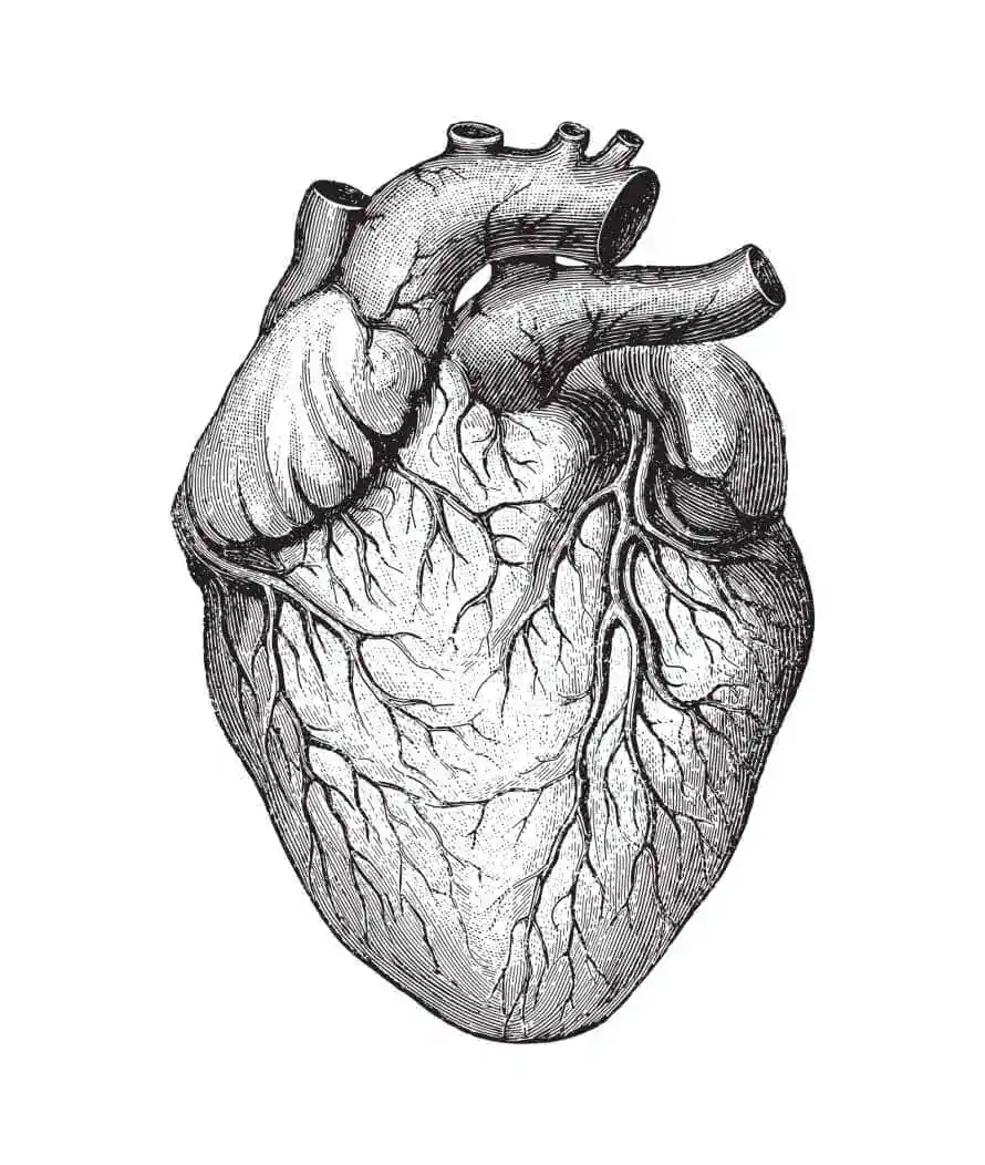 Nattokinase cardiovascular health